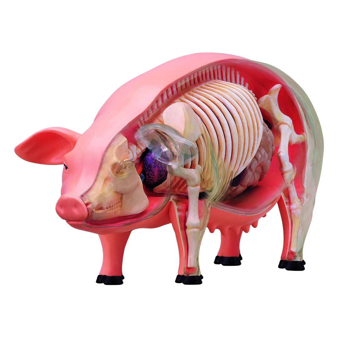 4D MASTER动物半解剖拼插模型玩具 猪 科学教具 透明摆件 家畜