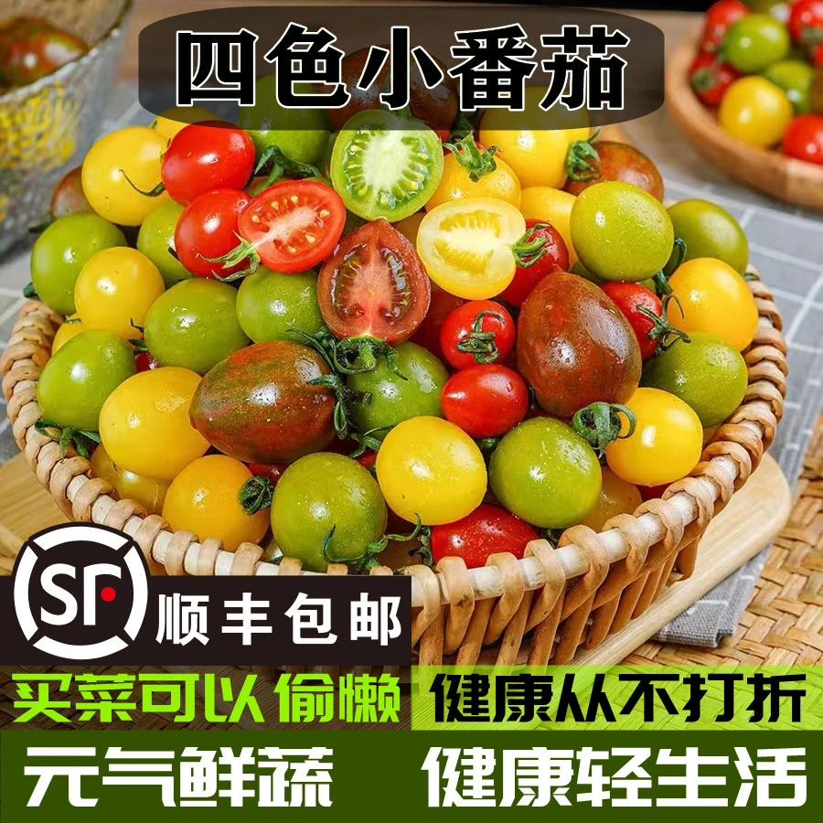 【顺丰包邮】四色混装小番茄青口蜜阳光迷彩鲜贝彩色圣女果水果柿子