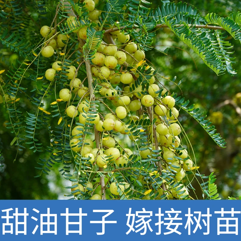 广西正宗嫁接油甘子果树苗大果甜余甘果带土带叶地栽盆栽包邮