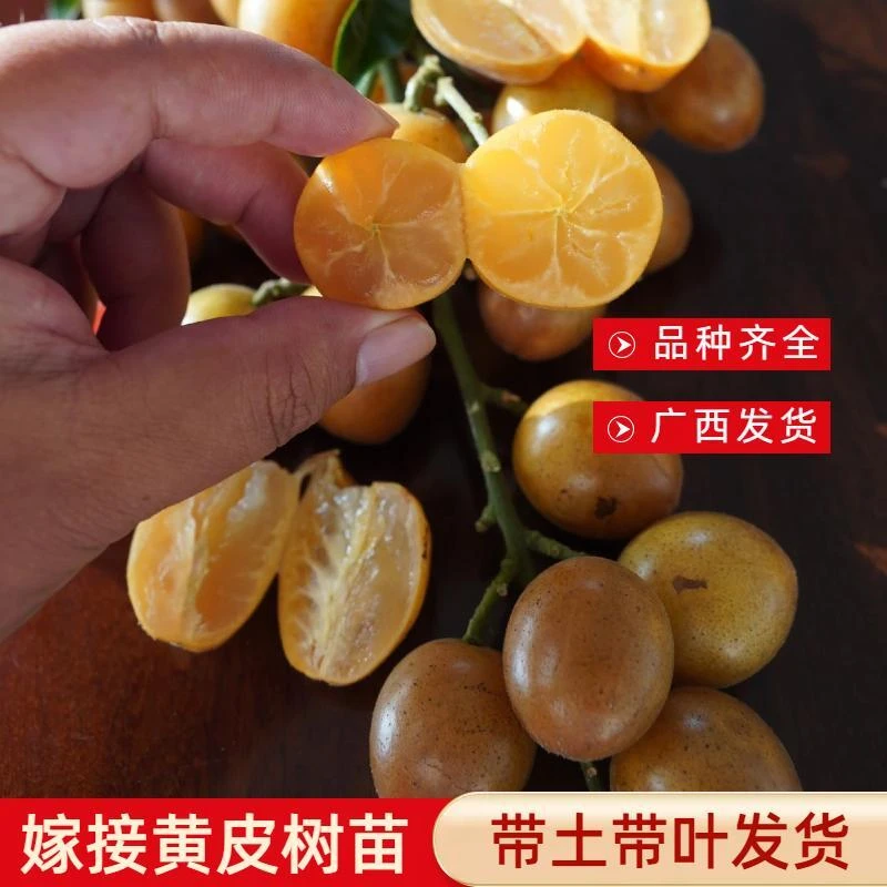 广西正宗嫁接黄皮果树苗无核贵妃黑金大鸡心紫肉带土带叶南方种植