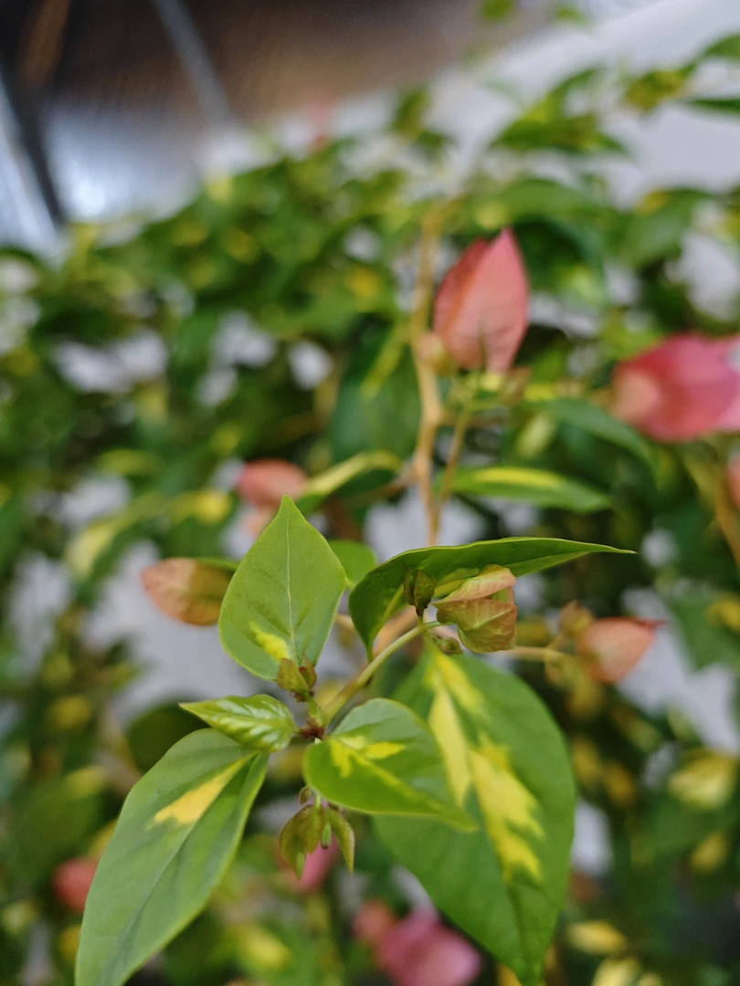 金心橙白,三角梅四季开花,一物一拍