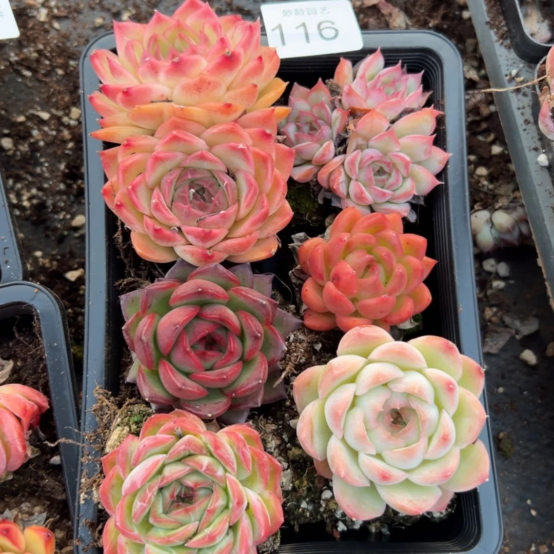 116号杂交多肉植物