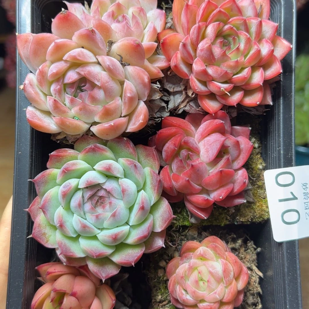 多肉植物，杂交多肉植物