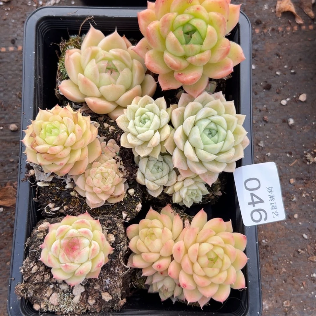 046号杂交多肉植物