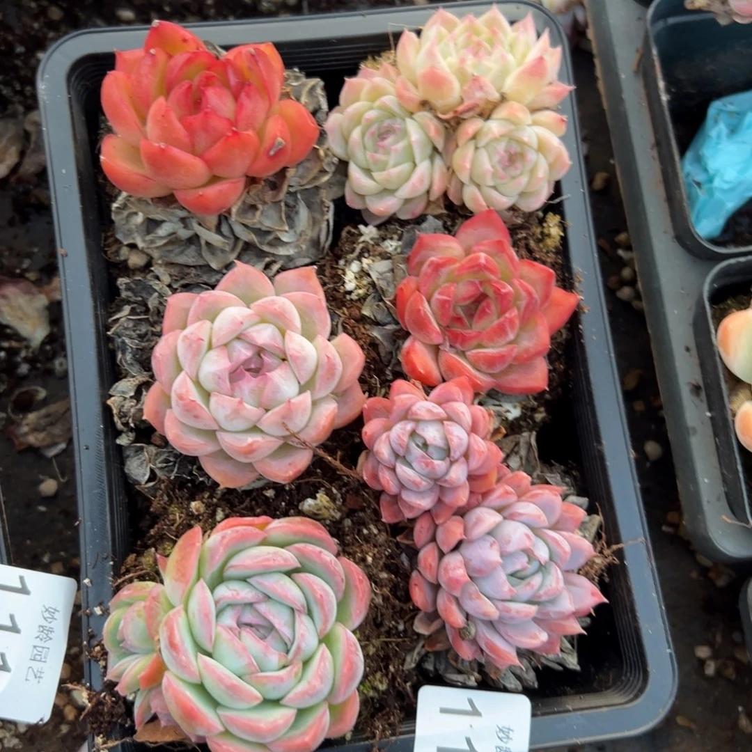 115号杂交多肉植物