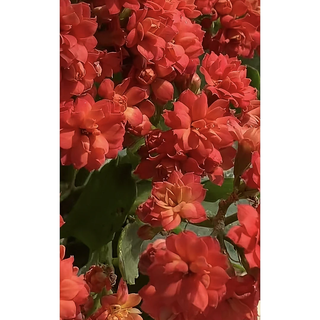 新娘~长寿盆栽简单好养