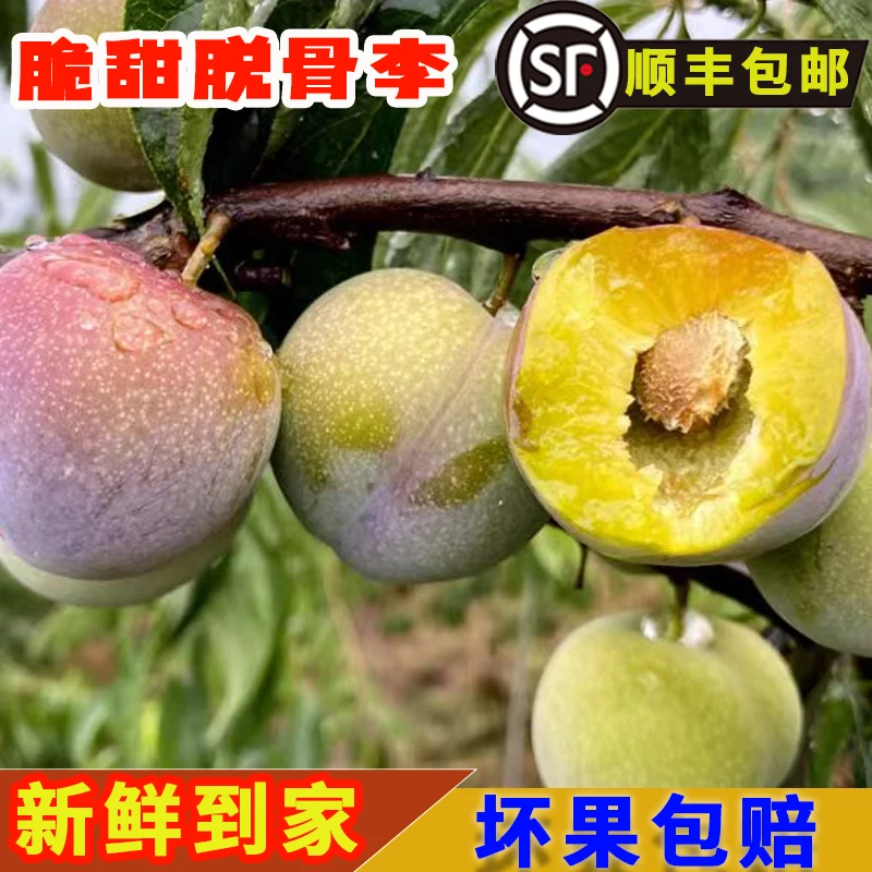 【顺丰包邮】四川脆甜脱骨茵红李半边红李子新鲜采摘多汁爽口坏包赔