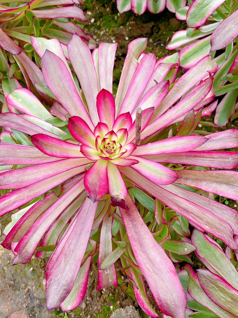 新品美姬手捧法师多肉植物盆栽多头爆款精控大老桩花卉鲜嫩美颜值