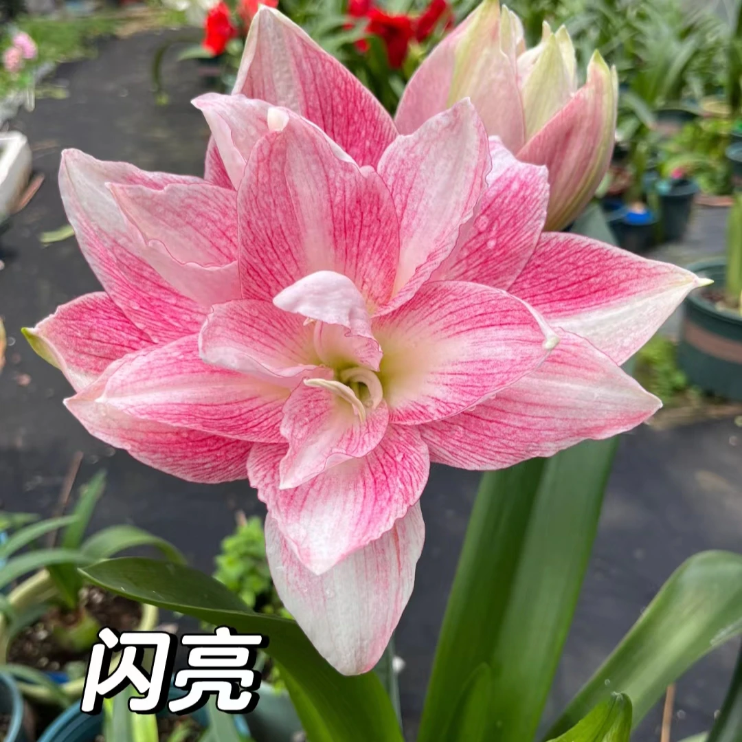 闪亮朱顶红自然球 粉色系大花