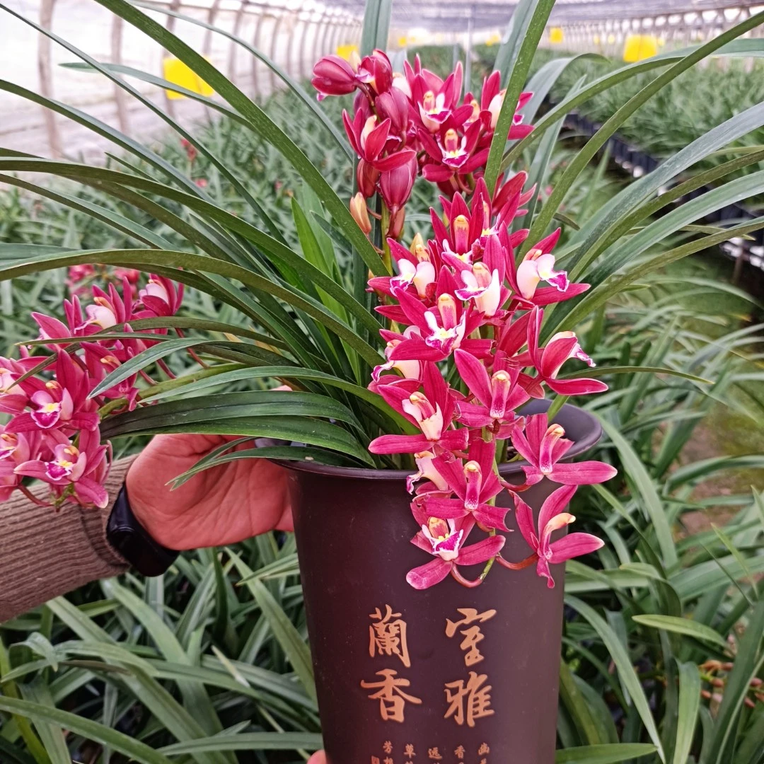 红宝石 红色系兰花 桌面花 喜庆花卉盆栽 基地直发