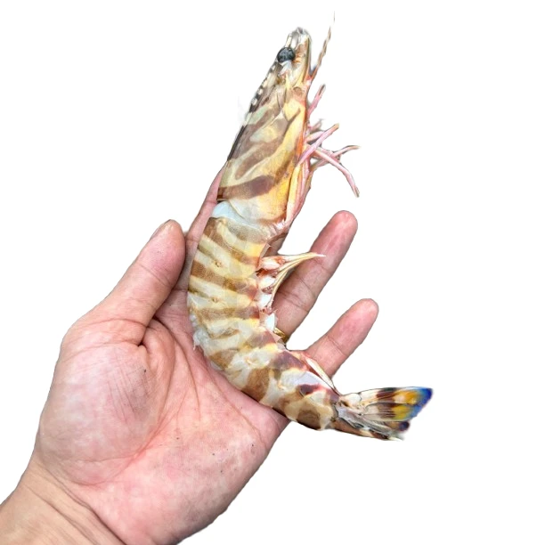 惠来神泉港野生九节虾 真空速冻6到8头规格 5斤起拍 顺丰冷链包邮