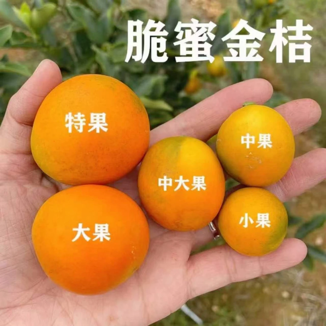 正宗广西融安发货脆蜜金柑新鲜水果无核小花皮果1~5斤皮薄多汁