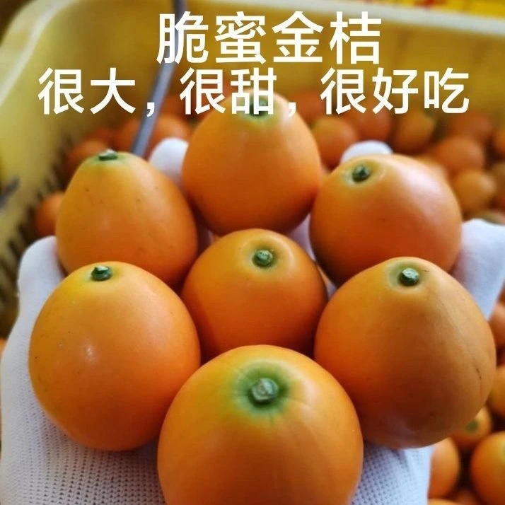 融安脆蜜金桔果3斤礼盒纯甜皮薄多汁自家果园发货有买有送新鲜