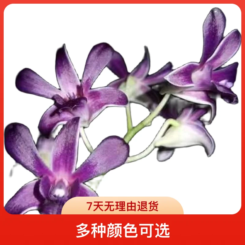 杨小青石斛园艺各种不同石斛推荐(一物一拍)