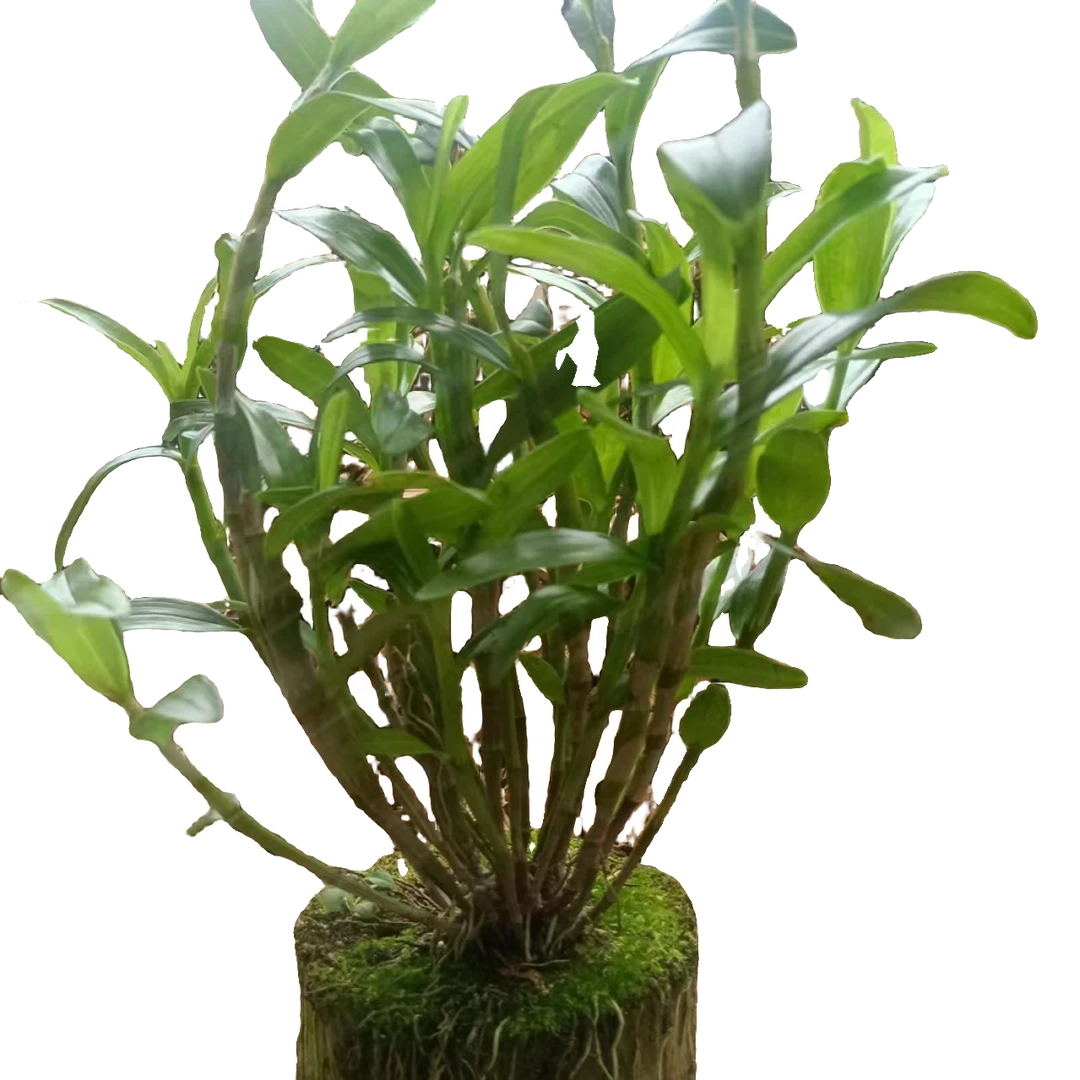 原木种活赤水金钗春季开花土人参【已成活三年以上】