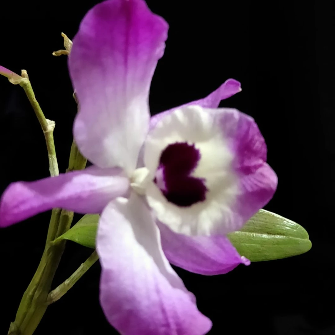 正宗贵州赤水金钗石斛花卉鲜花绿植兰花紫色花春季栽培开花(干花)