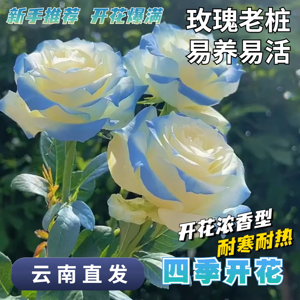 云南直发玫瑰老桩四季开花当年易种易活基地月季室内外盆栽