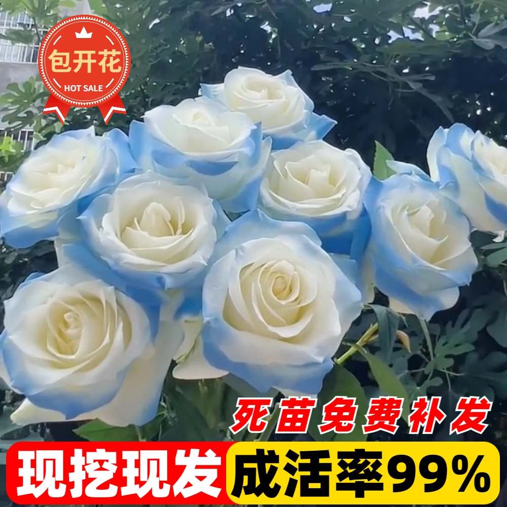 【买一发三】碎冰蓝玫瑰玫瑰老桩花卉绿植盆栽阳台花卉玫瑰花盆栽