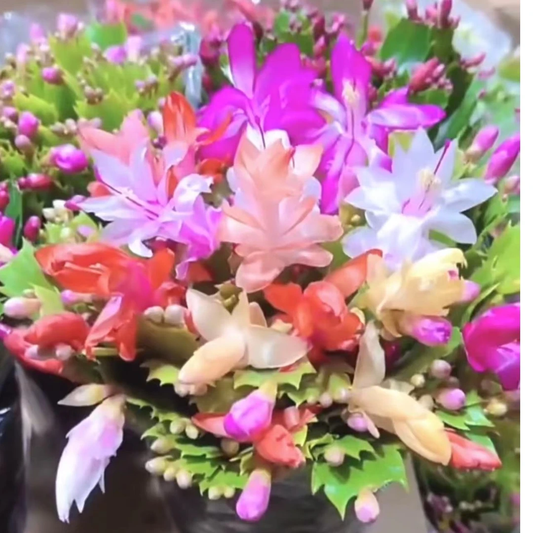 【精品】多色蟹爪兰盆栽带花苞带盆重瓣花卉植物室内阳台四季开花
