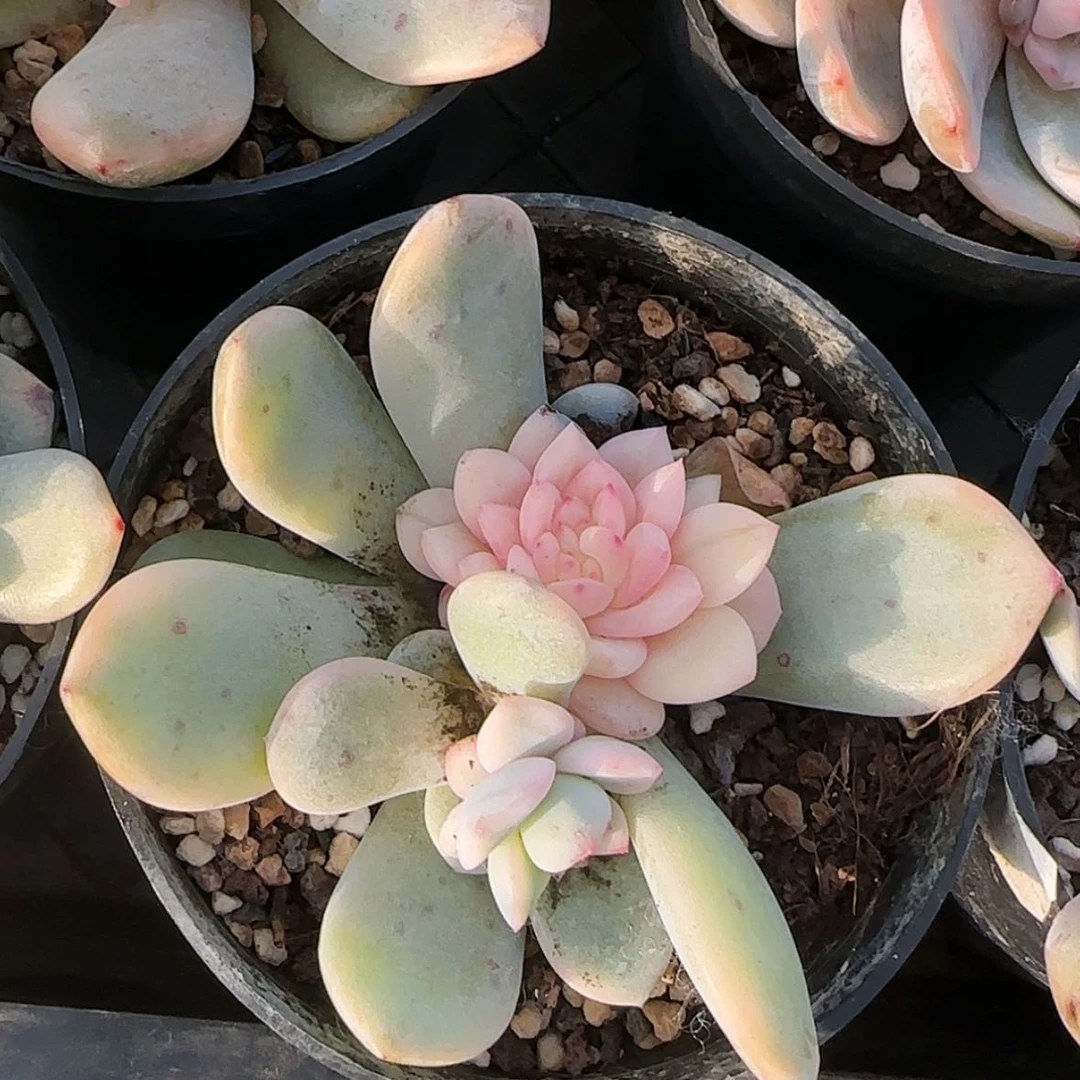 【闪购商品】橙梦露锦底座