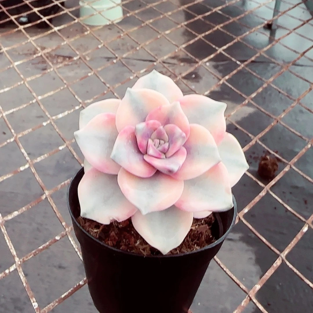 【闪购商品】紫乐锦