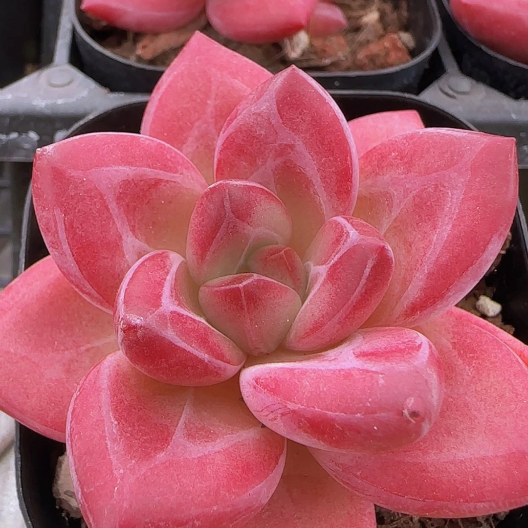 【闪购商品】赫菲斯托