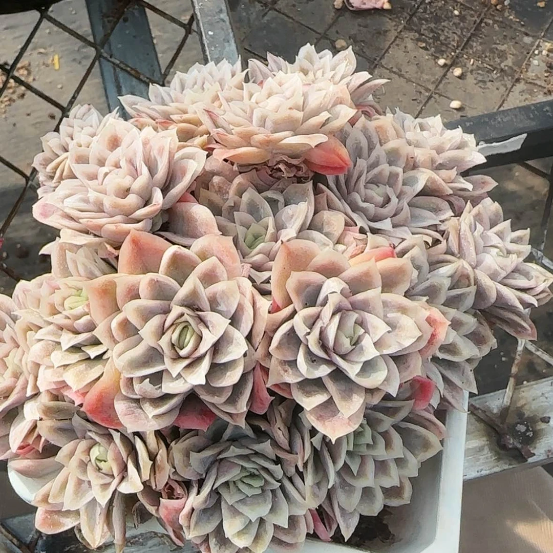 【闪购商品】女王玫瑰锦