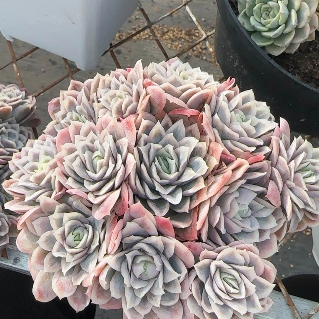 【闪购商品】女王玫瑰锦