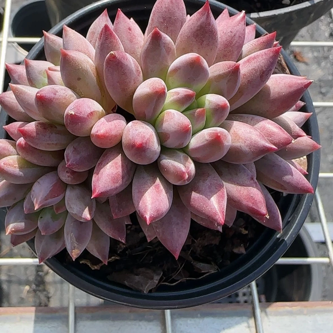 【闪购商品】虞美人车厘子