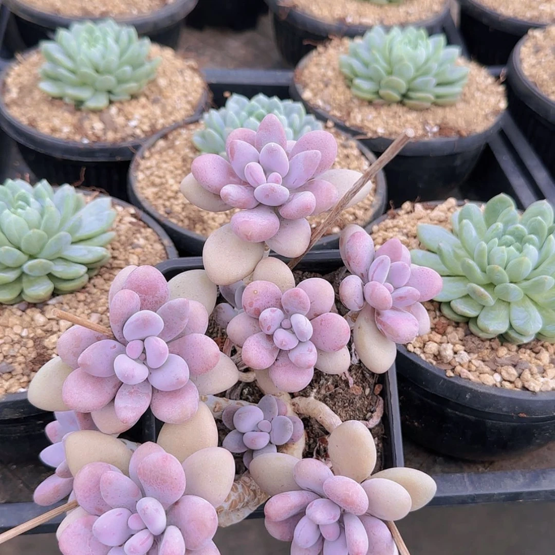 【闪购商品】老桩桃蛋