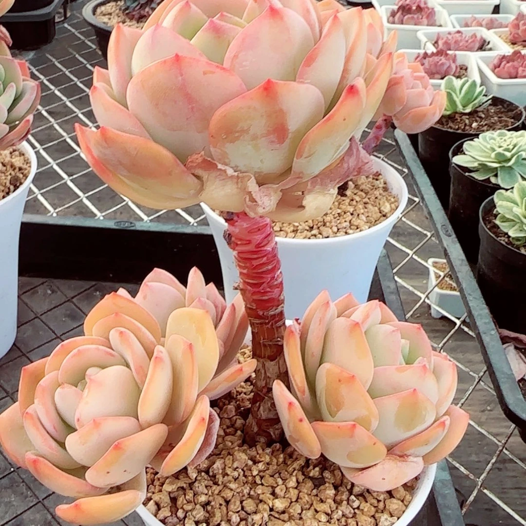 【闪购商品】白月光