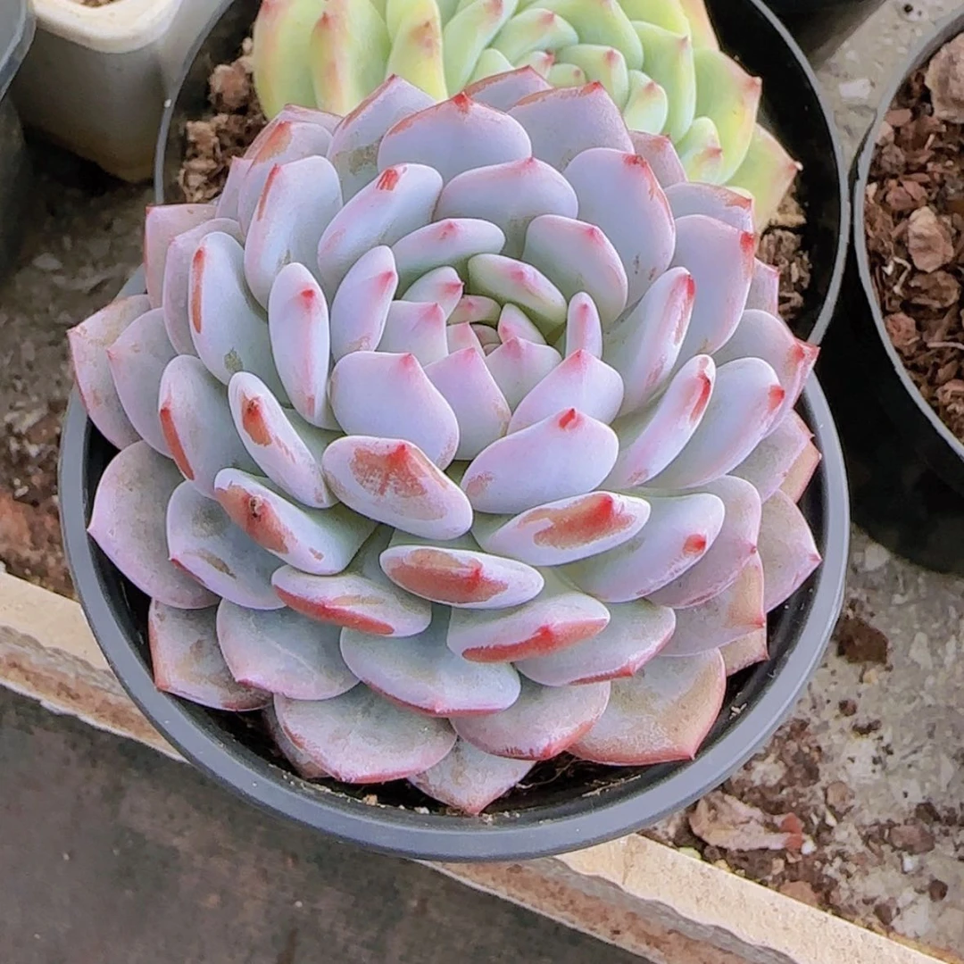 【闪购商品】单头星星橙