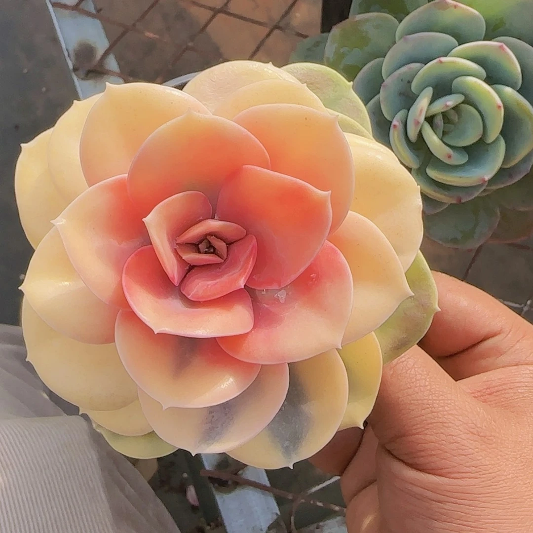 【闪购商品】彩虹锦
