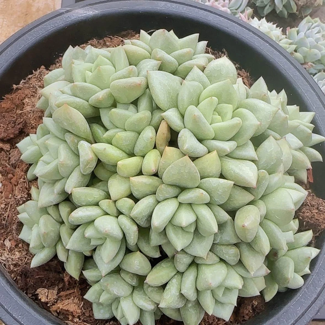 【闪购商品】韩版象牙