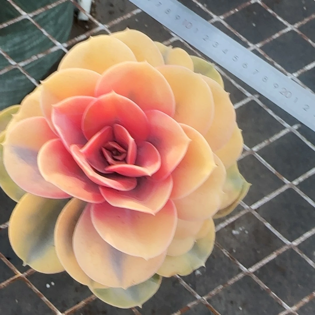 【闪购商品】彩虹锦