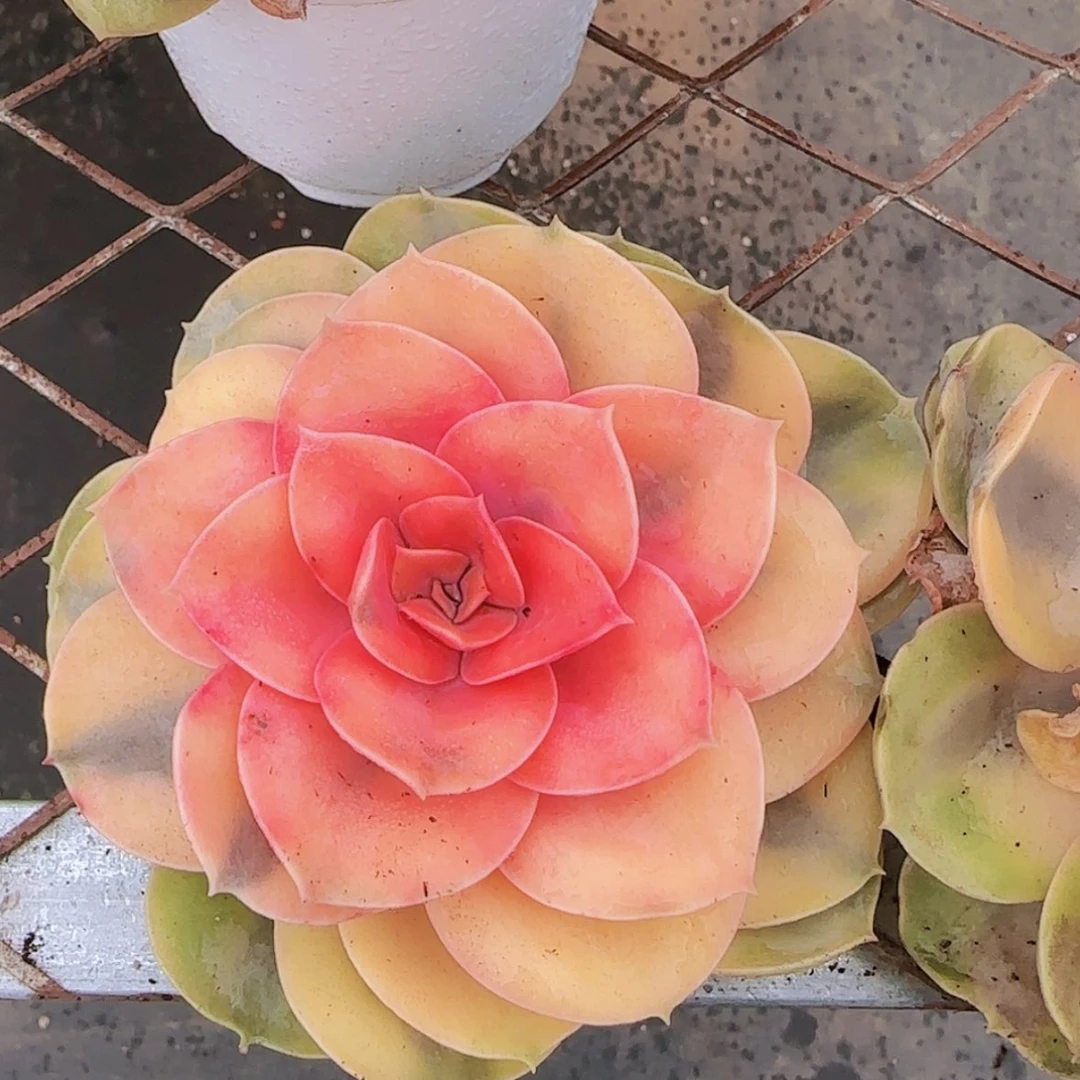 【闪购商品】彩虹锦