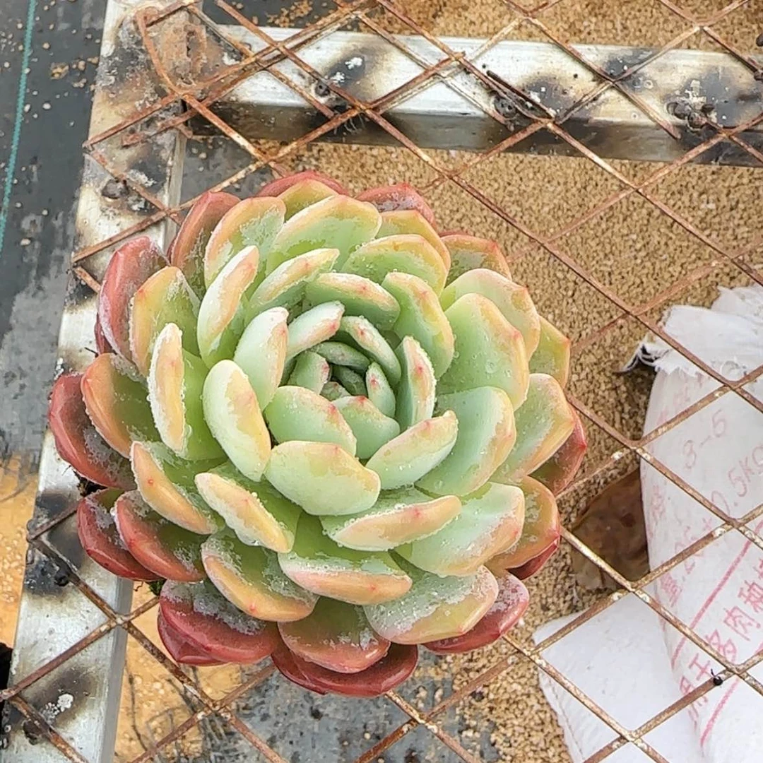 【闪购商品】单头全明星