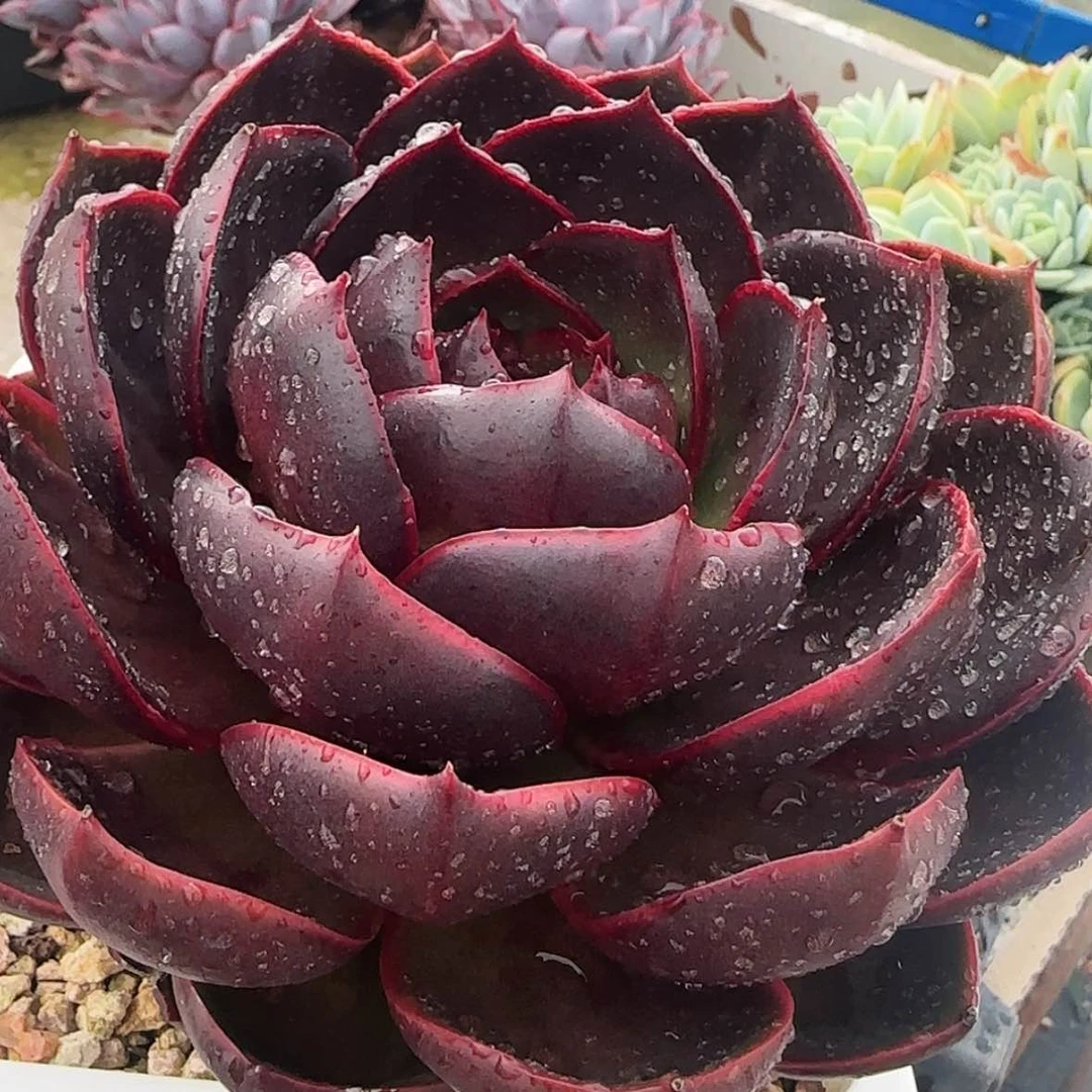 【闪购商品】红灯，