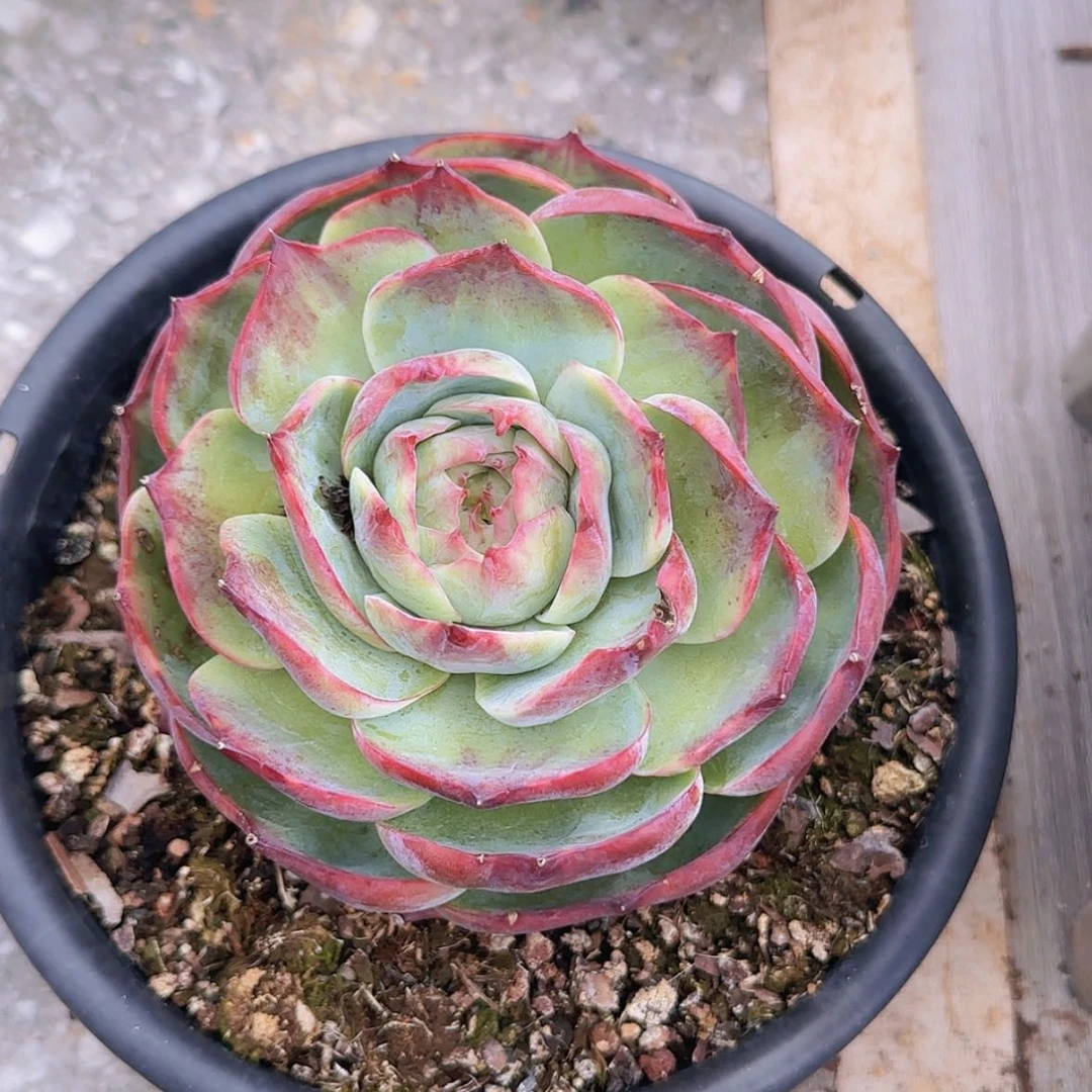 【闪购商品】大惊鸿