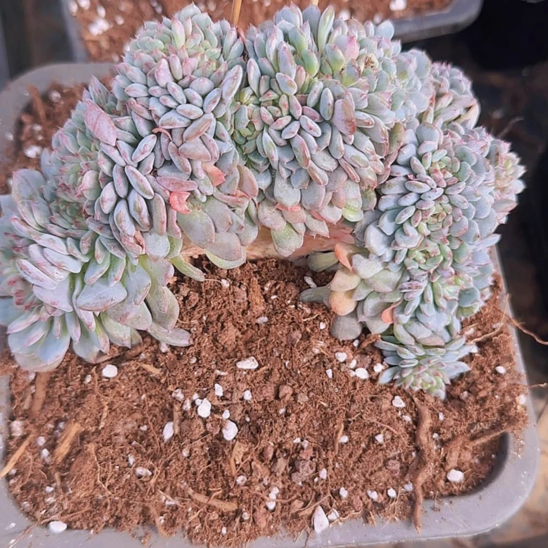 【闪购商品】白胖子小树