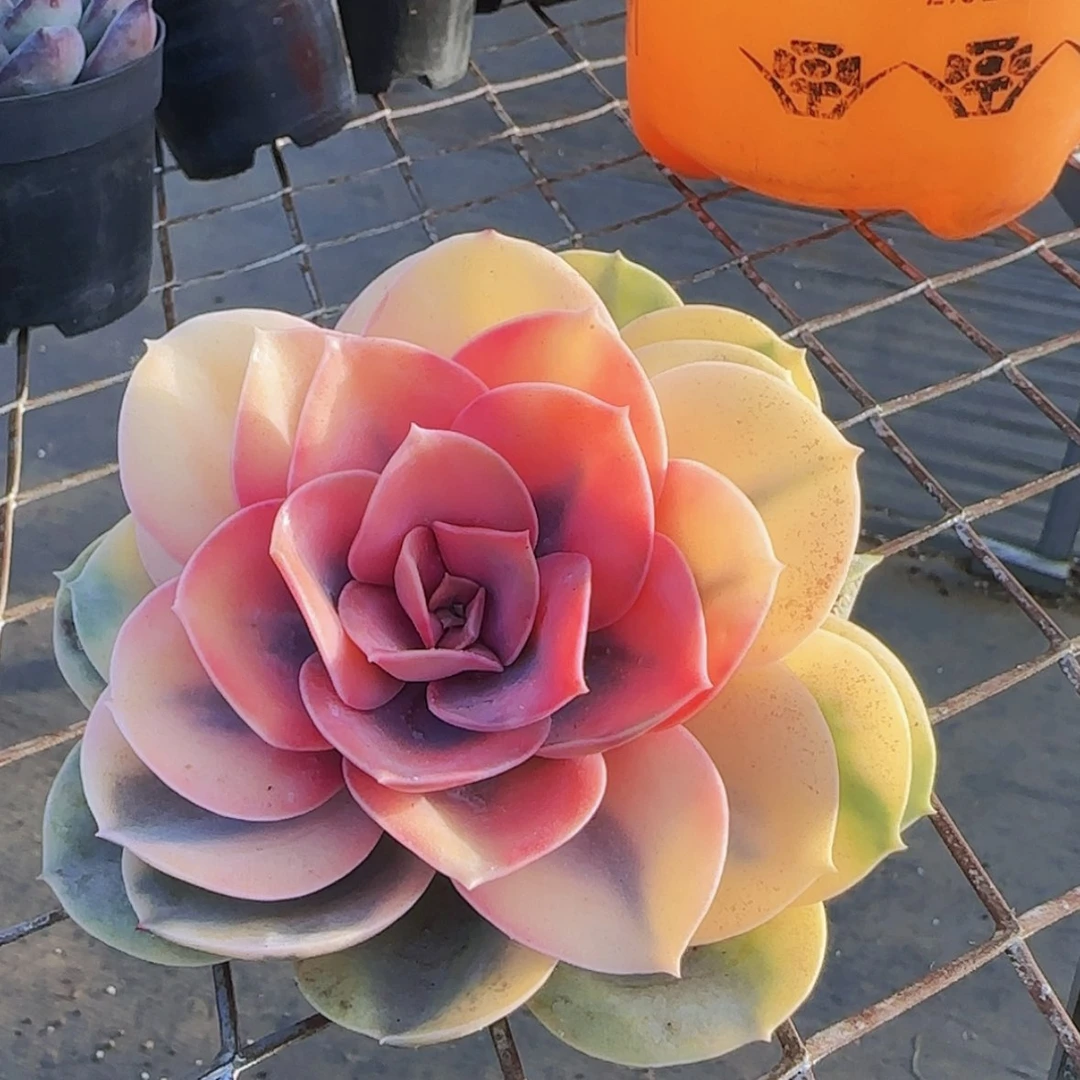 【闪购商品】彩虹锦