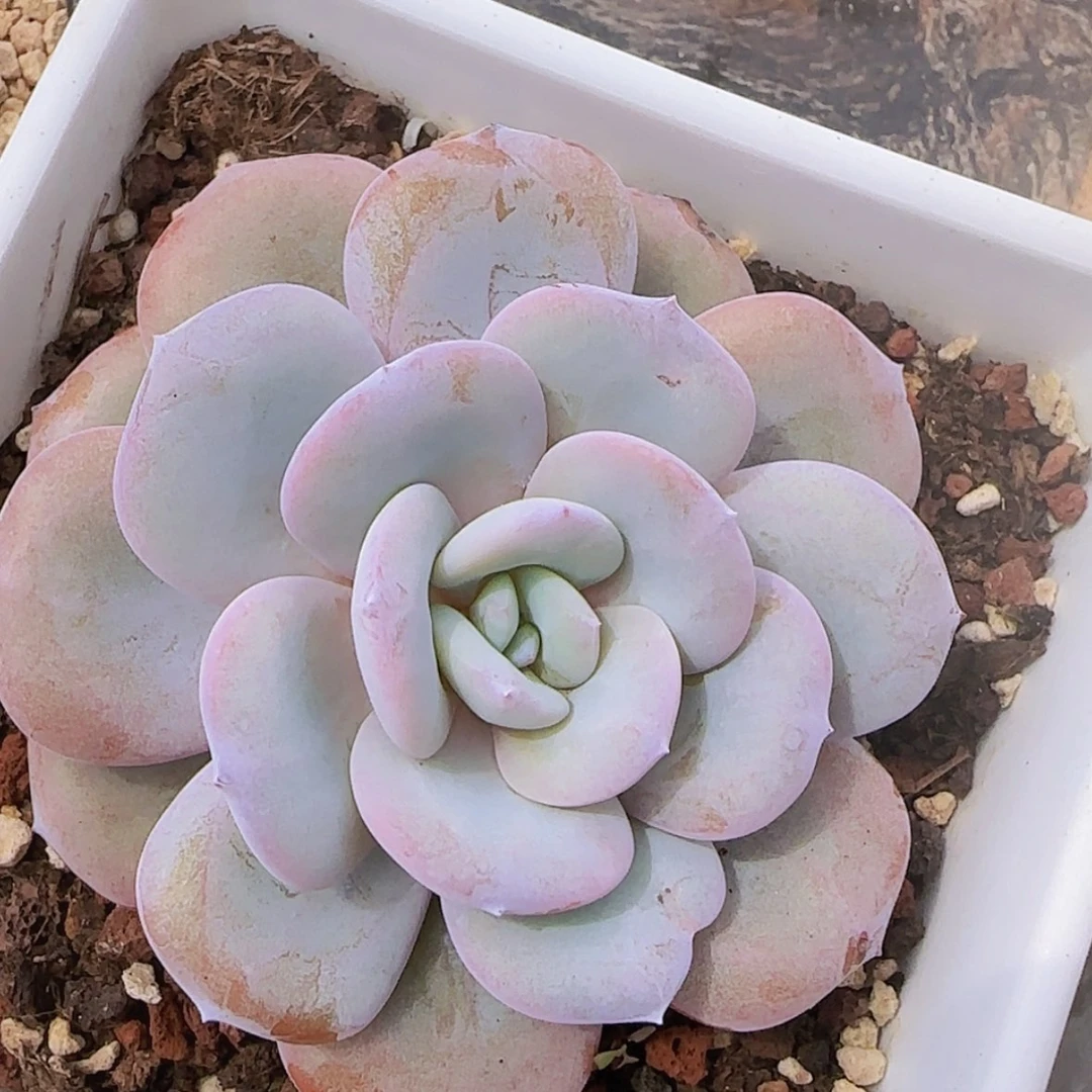 【闪购商品】单头奶茶