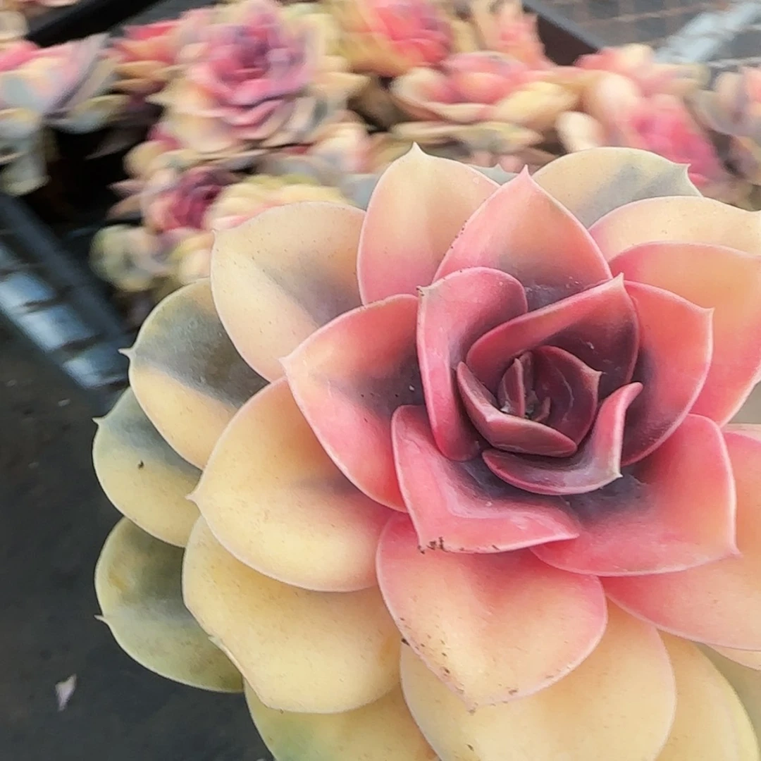 【闪购商品】彩虹锦
