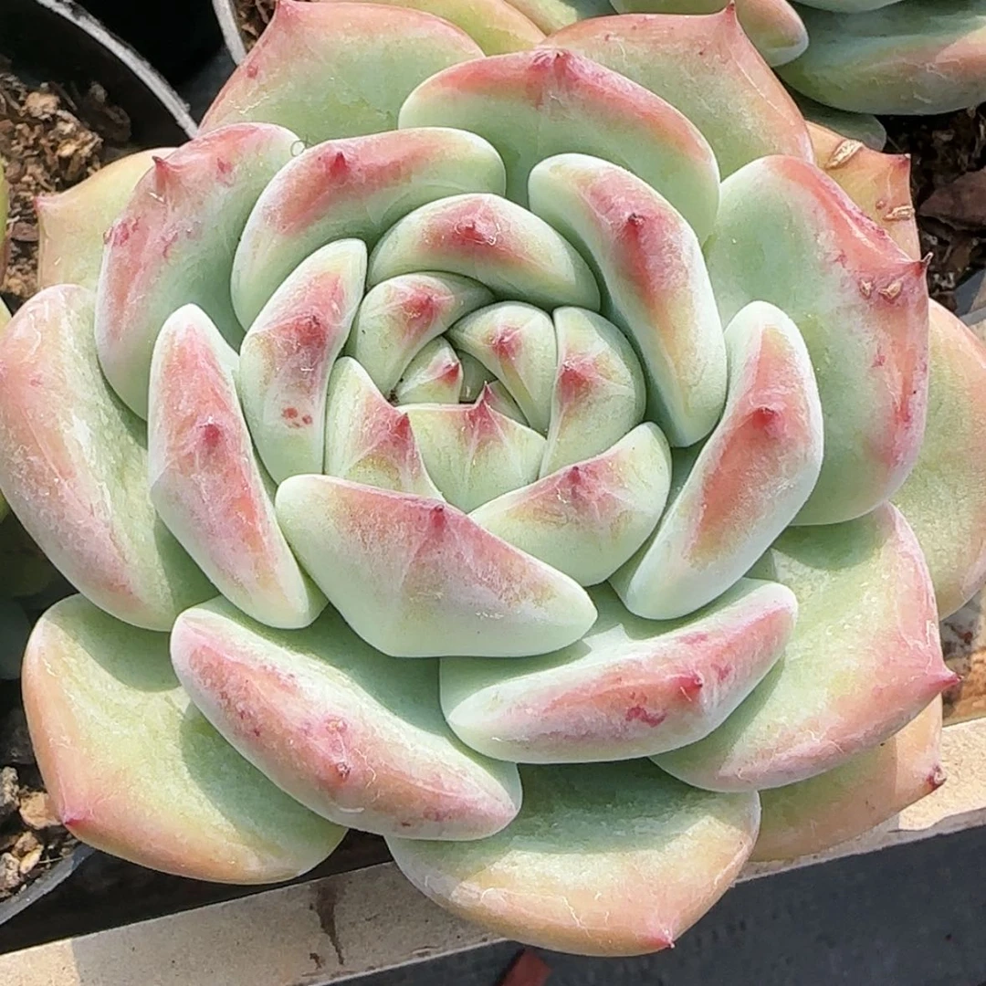 【闪购商品】圆叶白拉糖