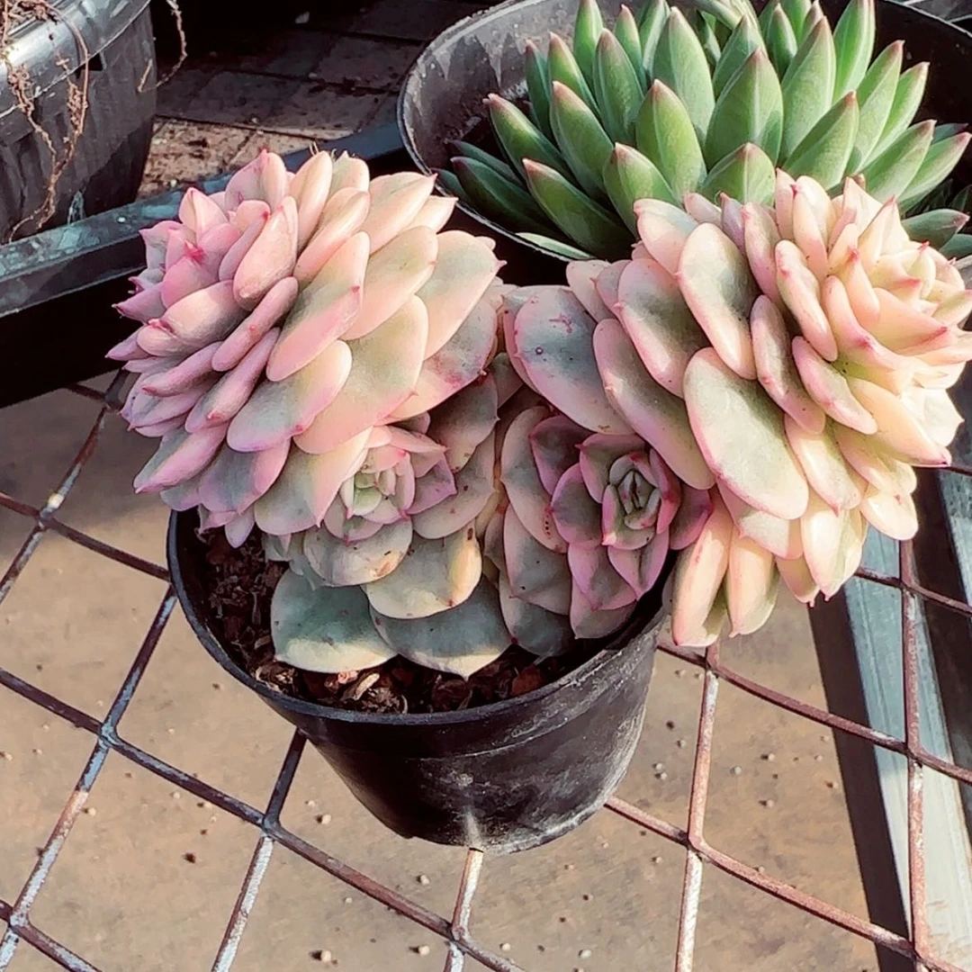 【闪购商品】双头腊牡丹锦