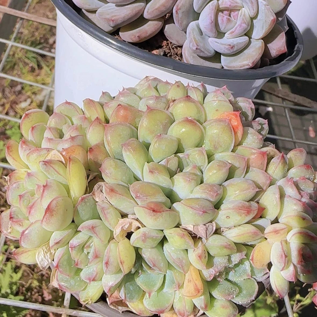 【闪购商品】安比滴群