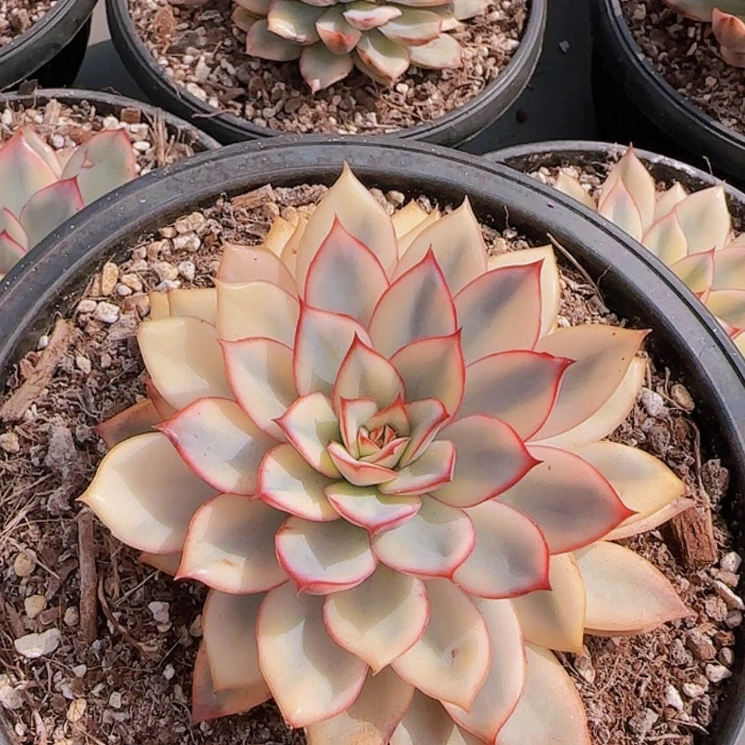 【闪购商品】月光女神锦