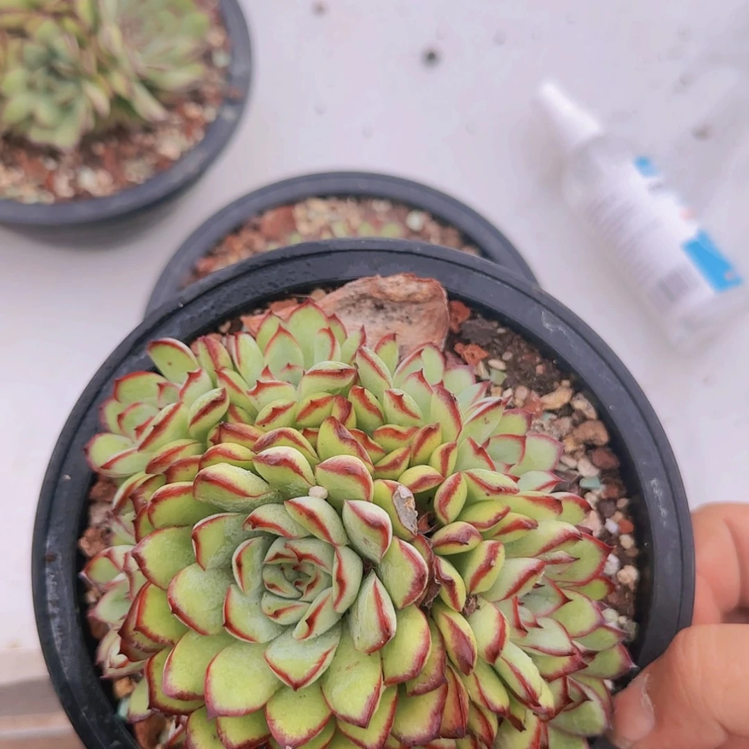 【闪购商品】手捧肉酱玫瑰