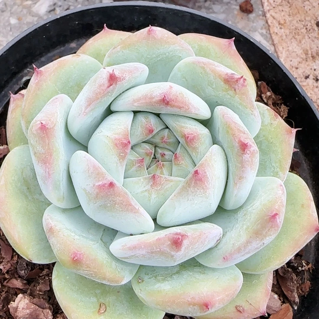 【闪购商品】圆叶白拉糖