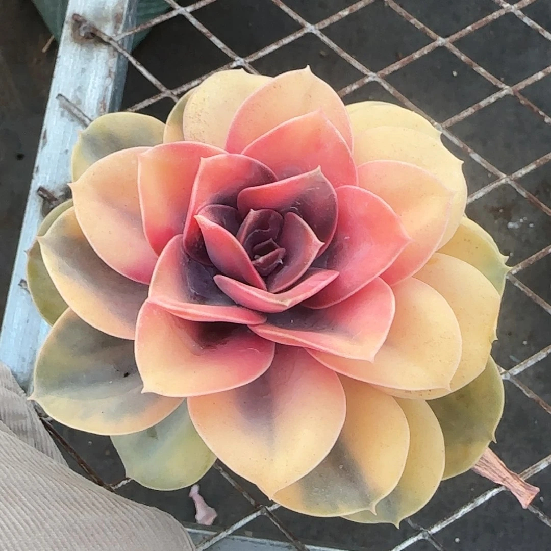【闪购商品】彩虹锦